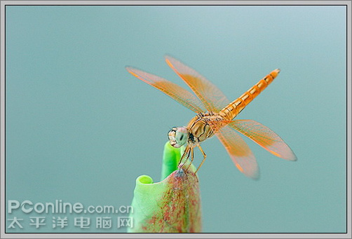 Photoshop CS3教程:蜻蜓落荷花动画