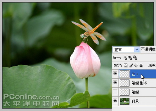 Photoshop CS3教程:蜻蜓落荷花动画