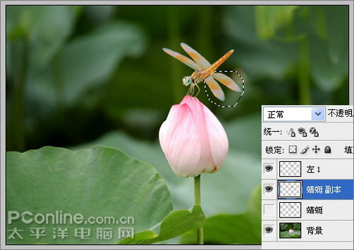 Photoshop CS3教程:蜻蜓落荷花动画