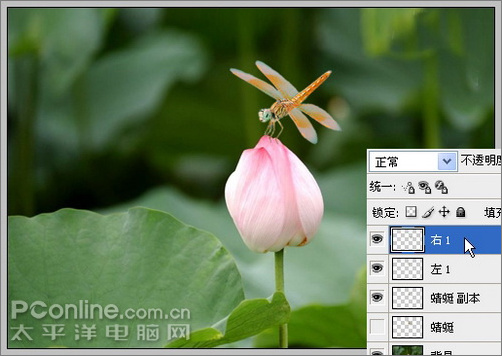 Photoshop CS3教程:蜻蜓落荷花动画