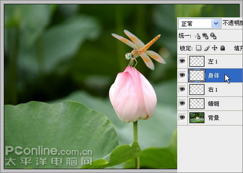 Photoshop CS3教程:蜻蜓落荷花动画