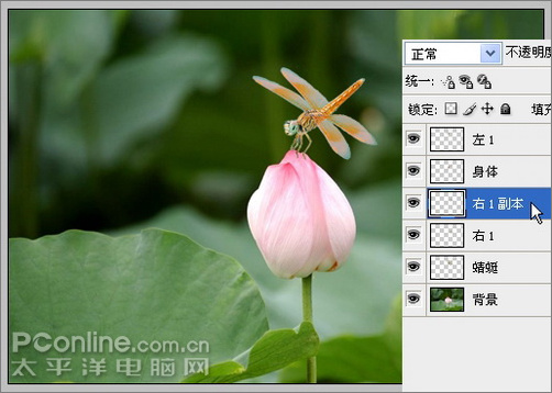 Photoshop CS3教程:蜻蜓落荷花动画