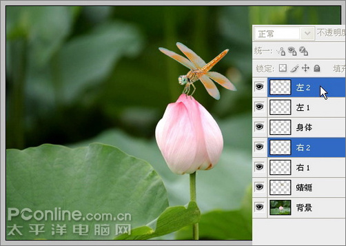Photoshop CS3教程:蜻蜓落荷花动画