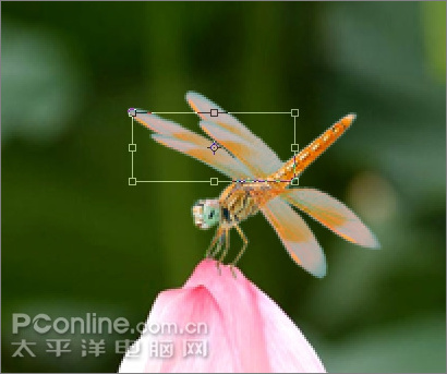 Photoshop CS3教程:蜻蜓落荷花动画