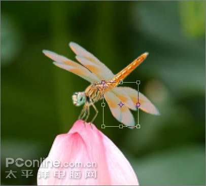 Photoshop CS3教程:蜻蜓落荷花动画
