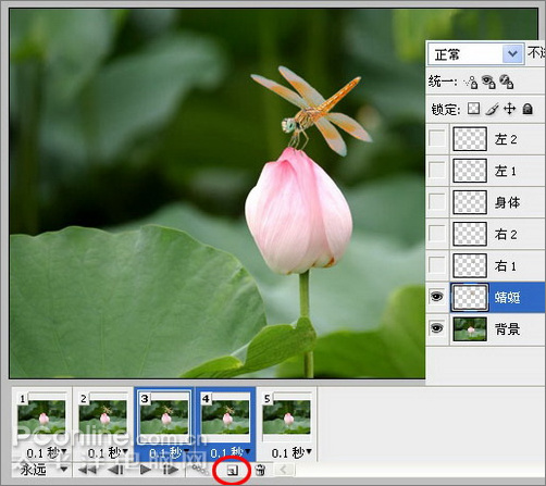 Photoshop CS3教程:蜻蜓落荷花动画
