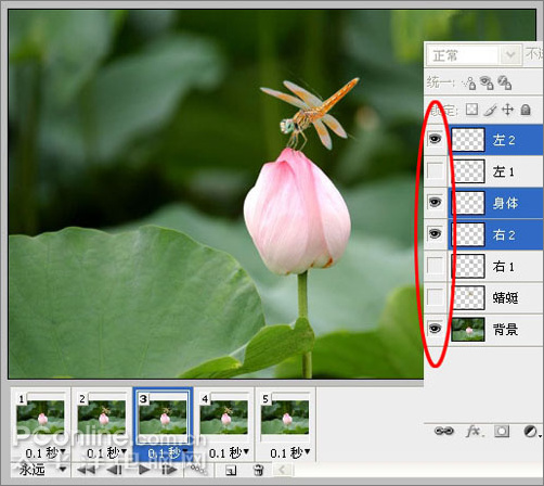 Photoshop CS3教程:蜻蜓落荷花动画