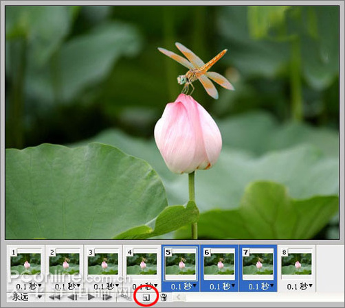 Photoshop CS3教程:蜻蜓落荷花动画