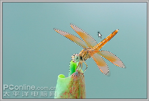 Photoshop CS3教程:蜻蜓落荷花动画