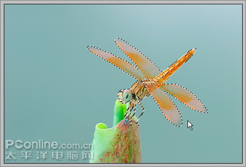 Photoshop CS3教程:蜻蜓落荷花动画