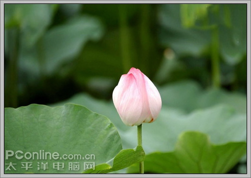 Photoshop CS3教程:蜻蜓落荷花动画