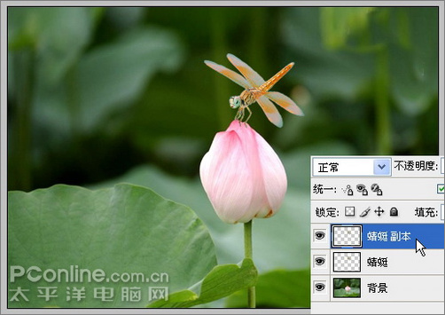 Photoshop CS3教程:蜻蜓落荷花动画