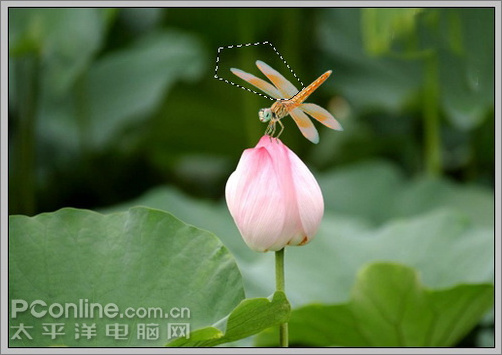 Photoshop CS3教程:蜻蜓落荷花动画