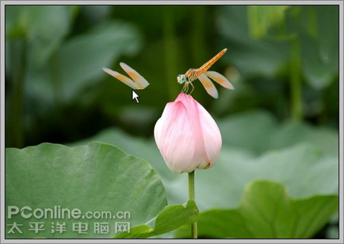 Photoshop CS3教程:蜻蜓落荷花动画